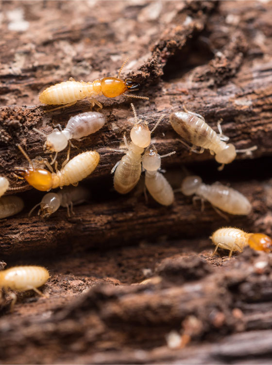 Pourquoi faut-il faire réaliser un diagnostic termites en Indre-et-Loire ?